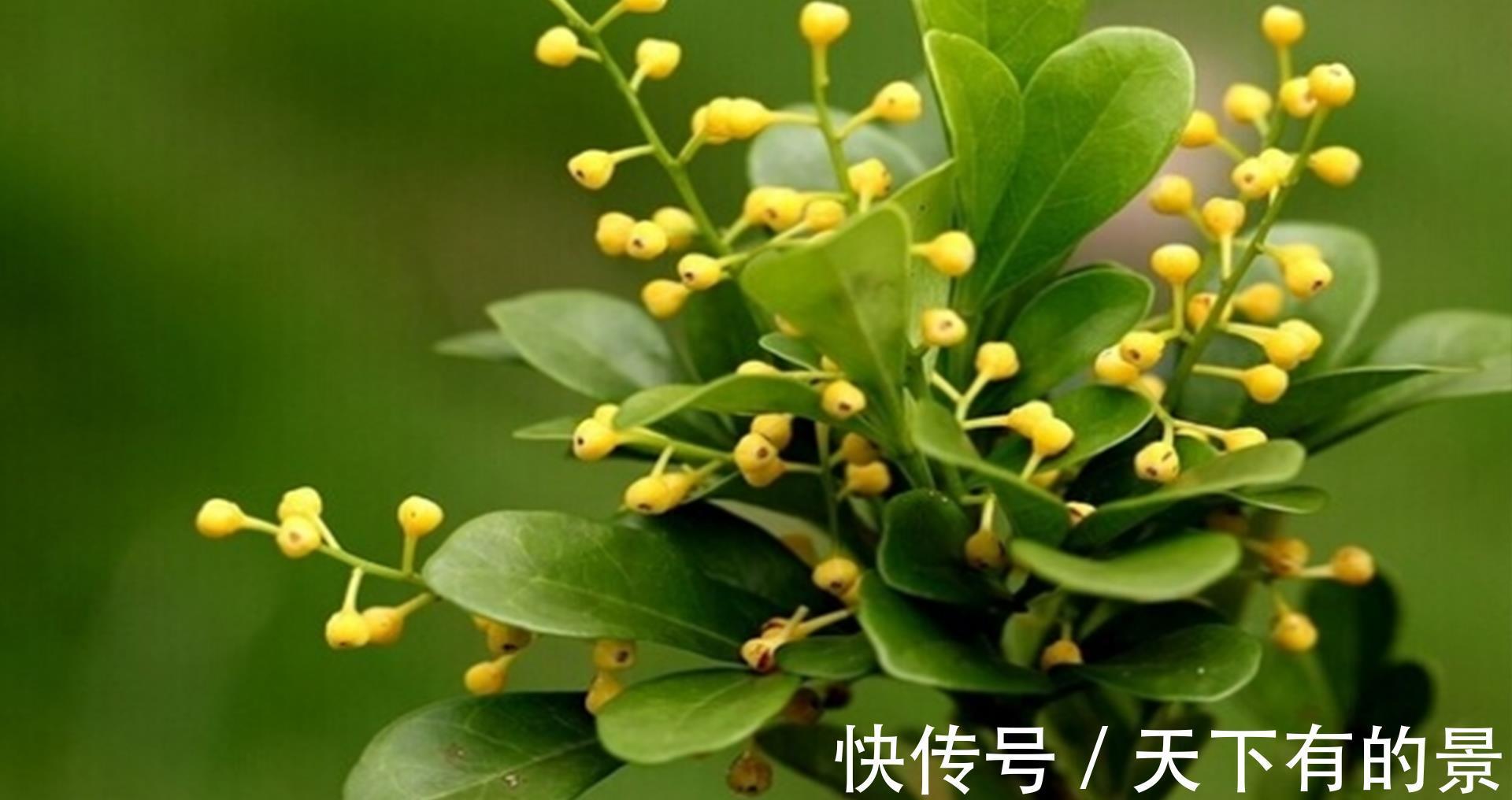黄叶|米兰花夏季不好养，黄叶还掉花苞，是3点没做好，及时改变