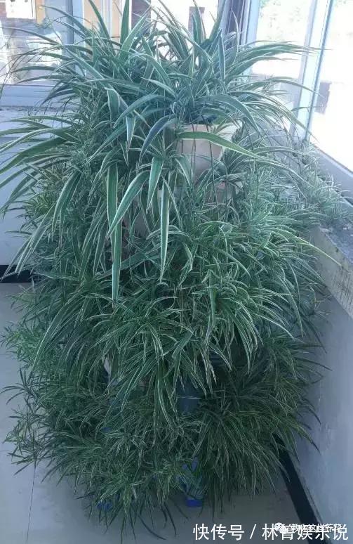 紫竹梅|3种吊兰别这么养，不然疯长爆芽，控制不住！