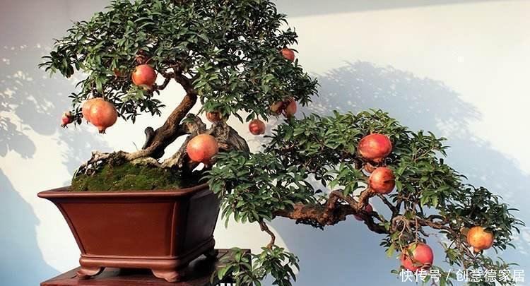冬天养“几种”盆景，很耐寒冻不伤，造型好看果子也漂亮