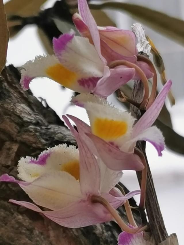 还魂草|“仙斛兰韵”的石斛花