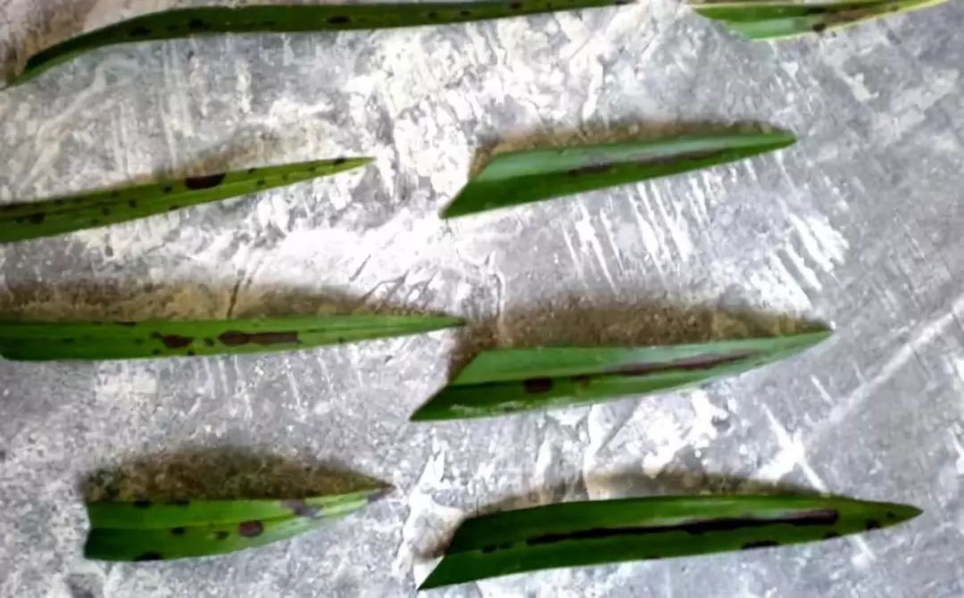 自制养花杀菌水,7天浇一勺,虫子全死光,再也不黄叶!