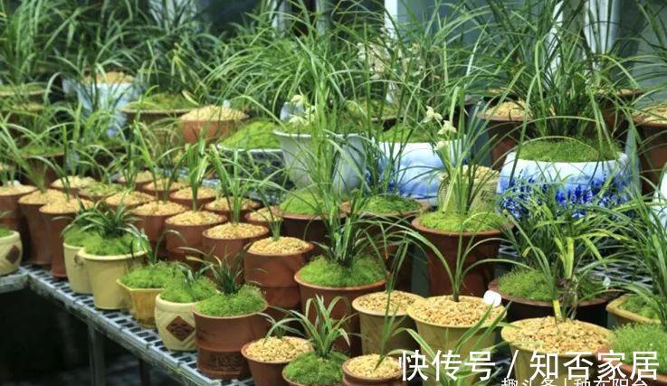 阳台上|高阶养兰：自制椰汁催芽液为兰花催芽，拿捏“细节”才是关键！