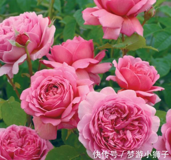 此款高颜值大花月季,被称作“开花机器”,养起来真简单