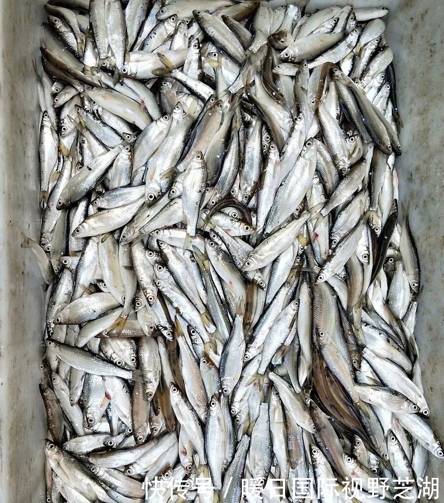 渔获|广东一地鱼情“大爆发”,有人一天钓10多斤,越钓越痛苦