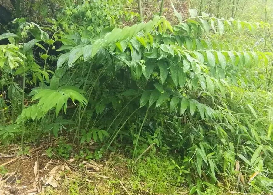 黄精|七彩百丈来啦！来一场特别的“沉浸式”秋游~