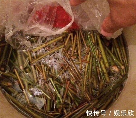 虎皮兰不难养，盆内7天浇次“生长水”，根旺，叶子疯长油绿