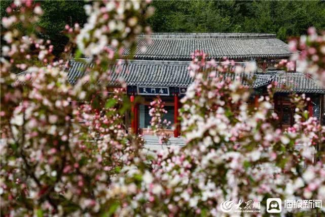 这就是山东泰山极顶海棠花开粉白花朵扮靓天街