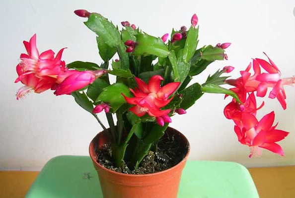 蟹爪兰花谢后,每7天涂点“催花水”,不出半月就再次冒花苞了