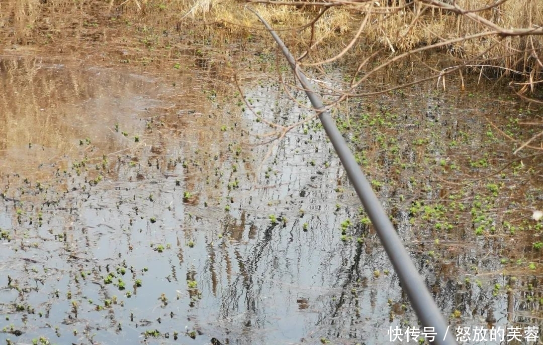 钓黑鱼不只有路亚,只要掌握方法,手竿传统钓一样刺激