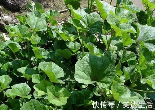 长势|曾是“百菜之王”,腊月烧粥很美味,今却成野菜,农民拿来喂猪
