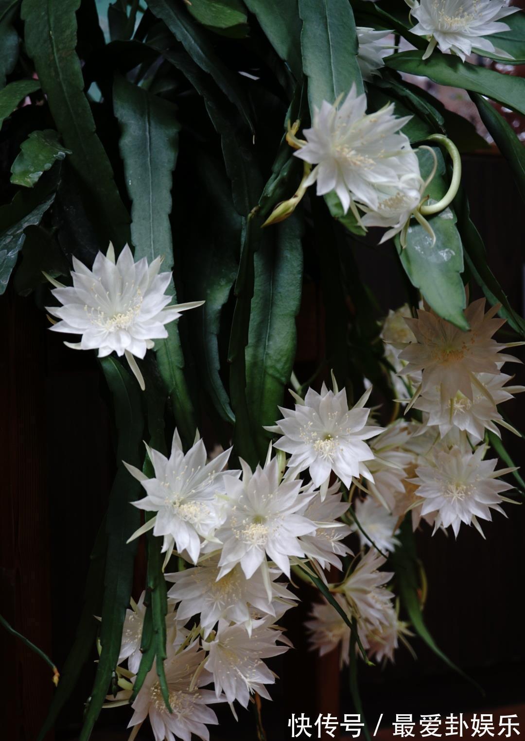 芳香|新型室内盆栽，耐阴好养，秋冬也有花开，花朵又美又香