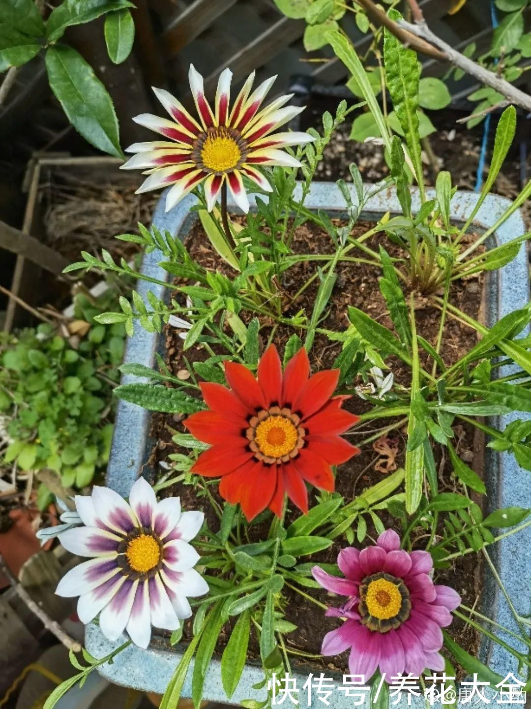 休眠|7种情况不能施肥,像毒药一样,浇完花就烧死