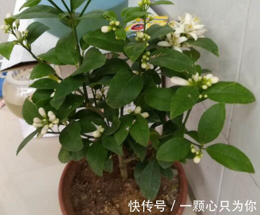 4种“杀菌花”,冬天养几盆,清香漂亮,空气清新,家里人少生病