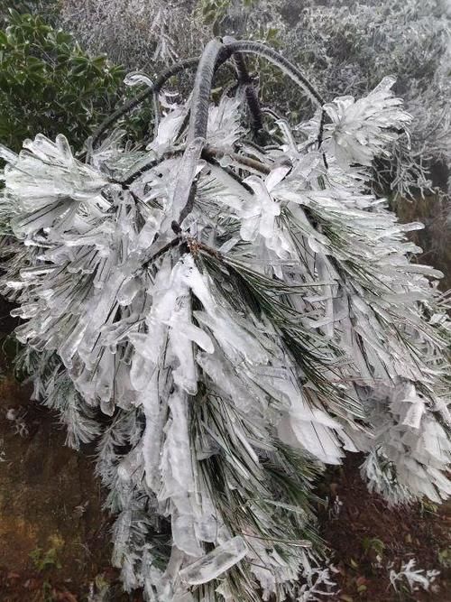 南方人在等雪，而这里没下雪却能看雪景。