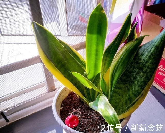 虎皮兰|这“3种花”,“病菌”全都怕,养一盆在家,大人孩子少生病