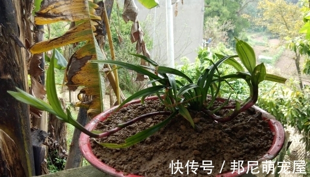 果皮堆肥养花,误入这4个坑,不仅无益反而有害