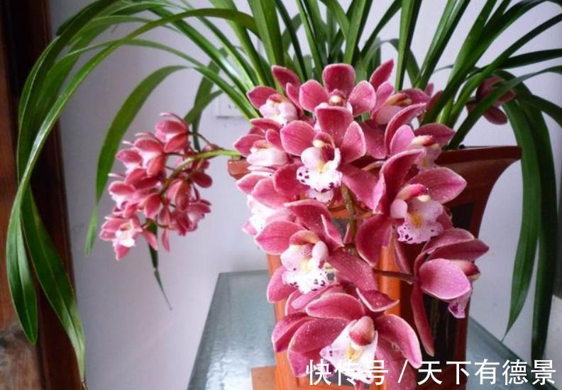 养花|客厅摆上3种花，净化空气上档次，提高了家居品味，值得拥有