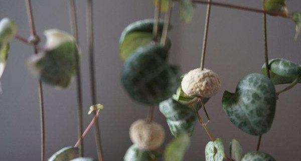 零余子|多肉爱之蔓,既是吊兰又是多肉,开花不忍直视