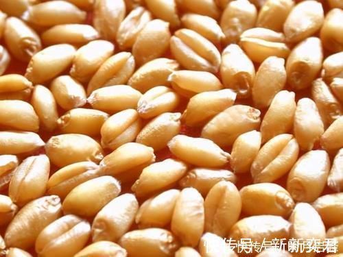 自制|除了煮、泡、发酵，还有这种方法，制作的麦粒，一粒麦子一条鱼