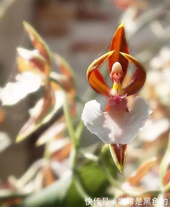 奇花|奇花、奇花、奇花、罕见奇花，赶快打开欣赏吧