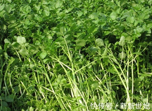 脑袋瓜|常给孩子吃此菜,再贵也别省,补充钙质,胃舒服了,脑袋瓜更聪明