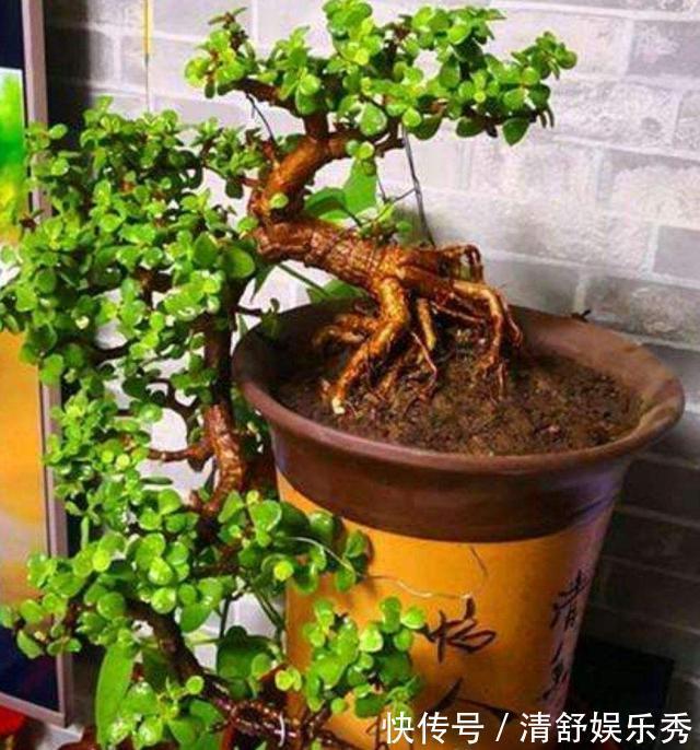 5种“吉祥花”适合养客厅，听名字就很欢喜，心情好事事顺