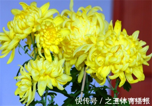 女性|女性不想子宫“脏脏的”,多吃以下食物,排出毒素,滋养女性子宫