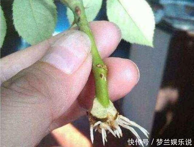 月季“扦插”活不了?老花友教你方法,枝条就能活