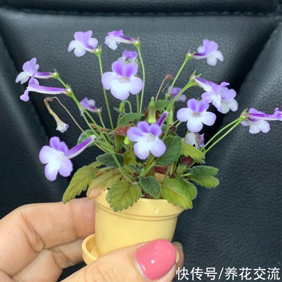  植物|耐阴室内开花植物“大家族”，低光照可开花，植株小巧，适合新手