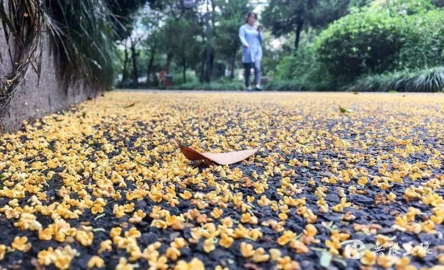 花色|别样的味道！这里的桂花带着海的味道