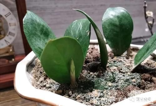 盆景|过年没事在家扦插这3种树，生根快，一个月变成小盆景