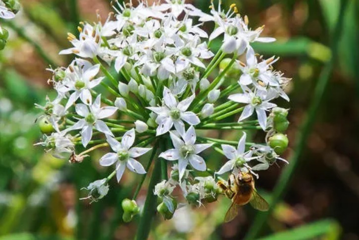 自制韭花酱,只放盐是外行,多加1样,口感好味道香,久放不会坏