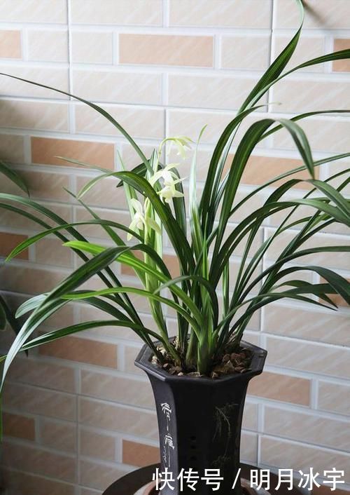 这款兰花,线艺好,花期长、香气浓,全年开花,新手也能轻松驾驭