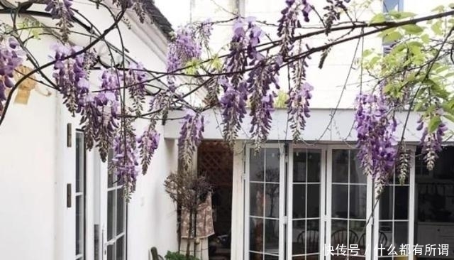 花园|女子“爆改”破败三合院，巧变花园豪宅，父母住进来不想走，显摆