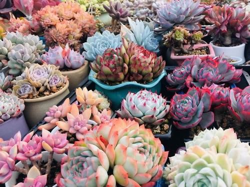 春天养多肉，3月“四预防”，多肉长得精神，“无病无虫”状态棒