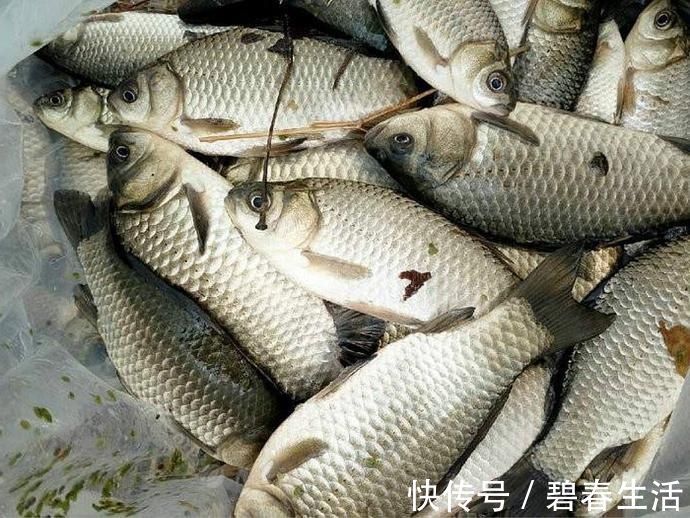 夏天野钓注意这几点，上钩的都是大鲫鱼