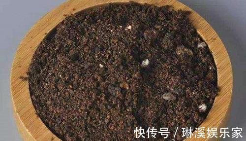 旧土|旧土留好别扔了,加点东西重新肥得流油,不板结养分高
