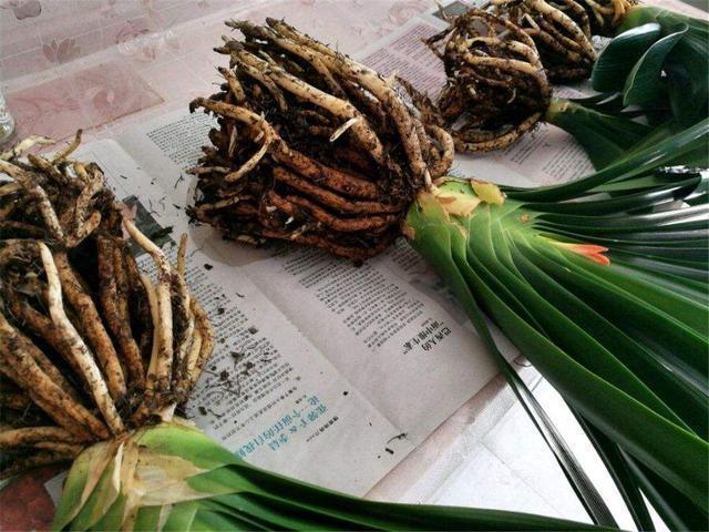 君子兰换盆时要剪根别太随意,剪错会整盆死