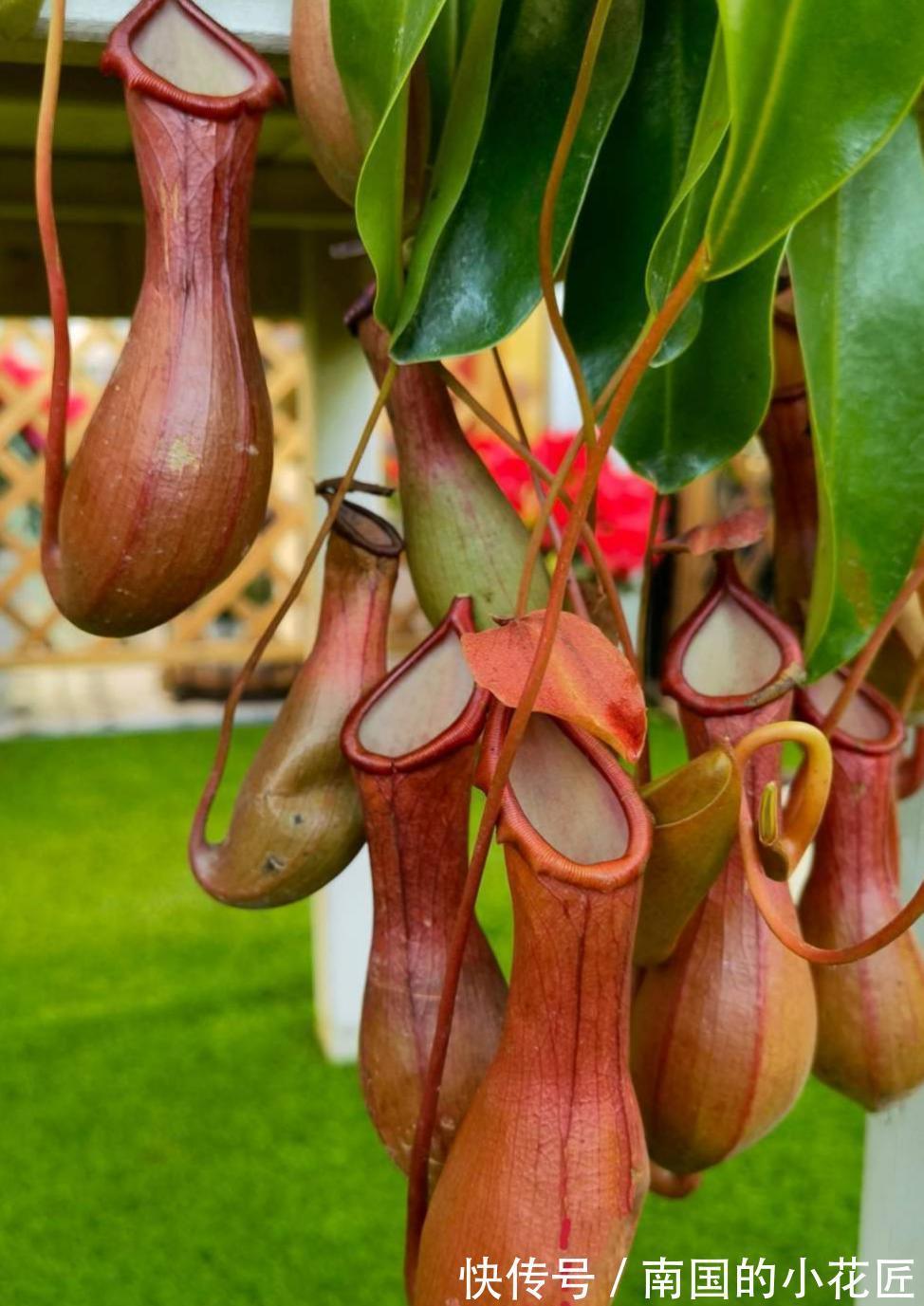 猪笼草|4种食虫植物特有趣,养在家里能灭蚊,孩子们都喜欢