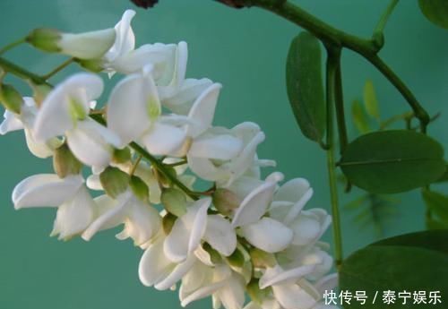 核桃仁|医生7种食物是高血压人的超强“降压药”,轮流吃血压稳稳降