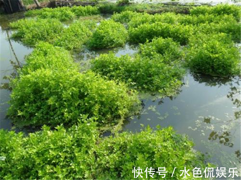 水芹菜|食用期长达5个月,却很少人去摘,如今正当季,炒腊肉是一绝