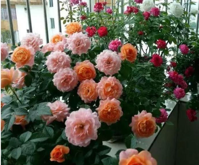 几种花,开花漂亮又好养,堪称是“开花机器”,养在阳台极美了