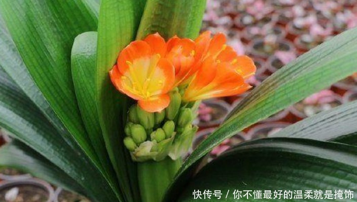 养了10年的君子兰,打翻看到它根部后,你还敢养这植物吗