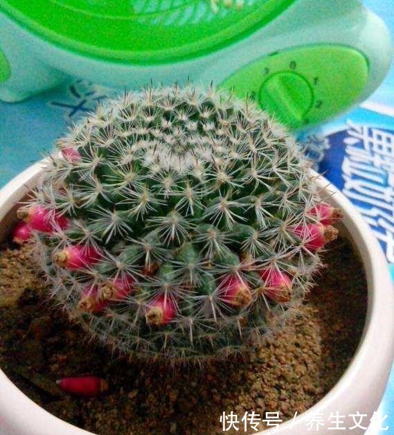 3种盆栽,一个比一个贵,撒下种子,开花一大片,个个都金贵!