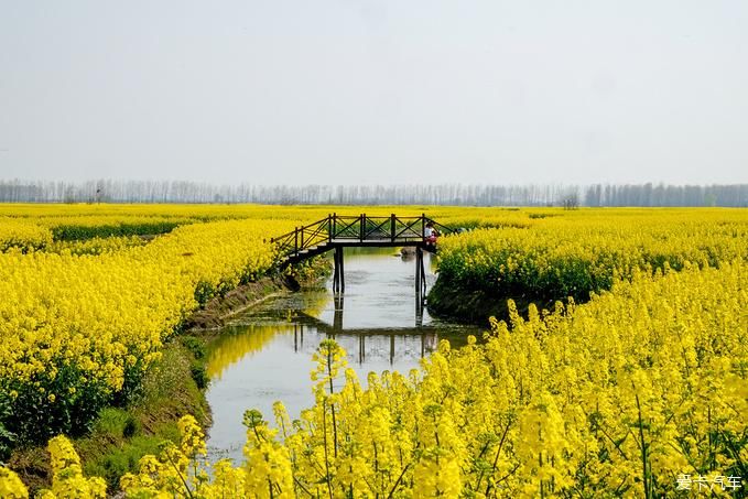 中年|春暖花开游江南-千垛景区水上森林之旅
