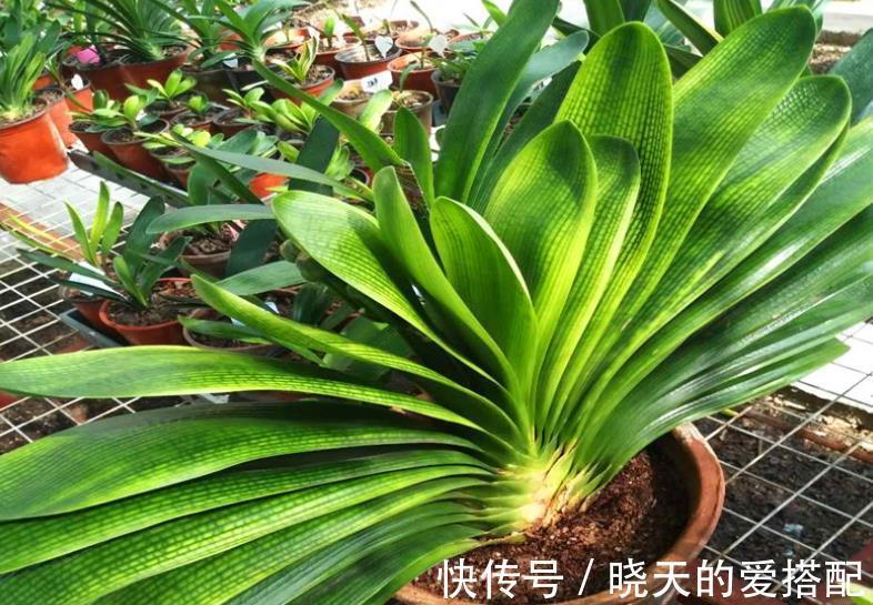 秋凉|8月前后,盆栽君子兰切记这些,不然秋凉植株难开花