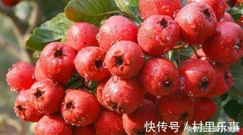 食物|女人养生常吃3种食物,调经补血,养护卵巢,排除子宫毒素