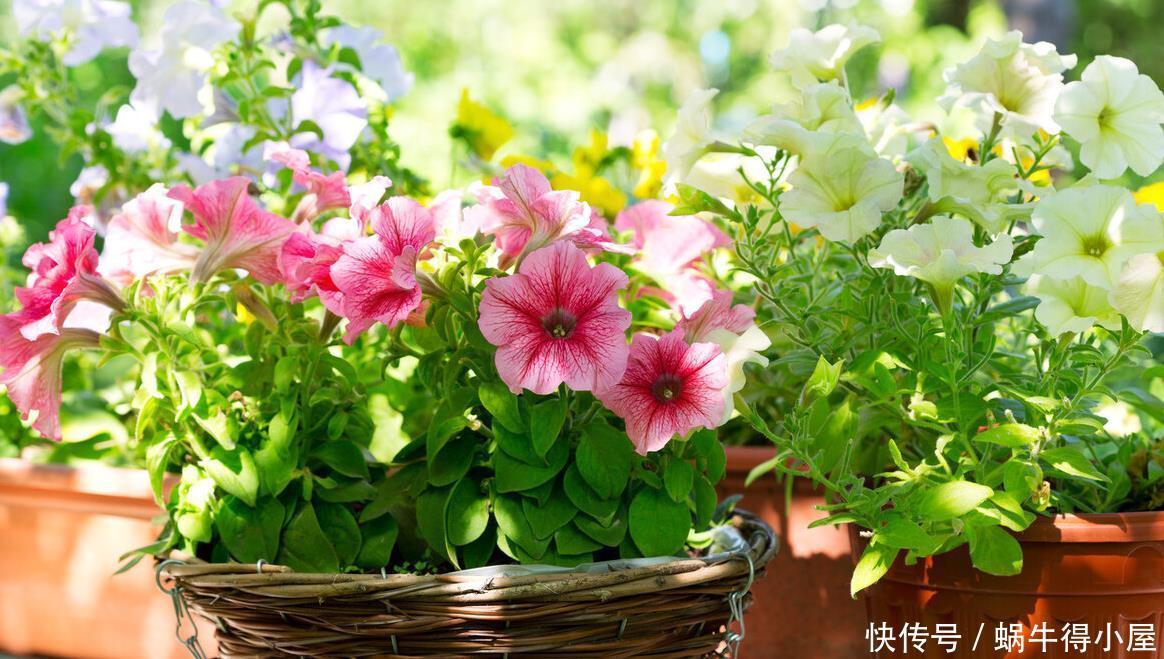 名字寓意很好，常被当绿植种植，却不知危害极大，请重视