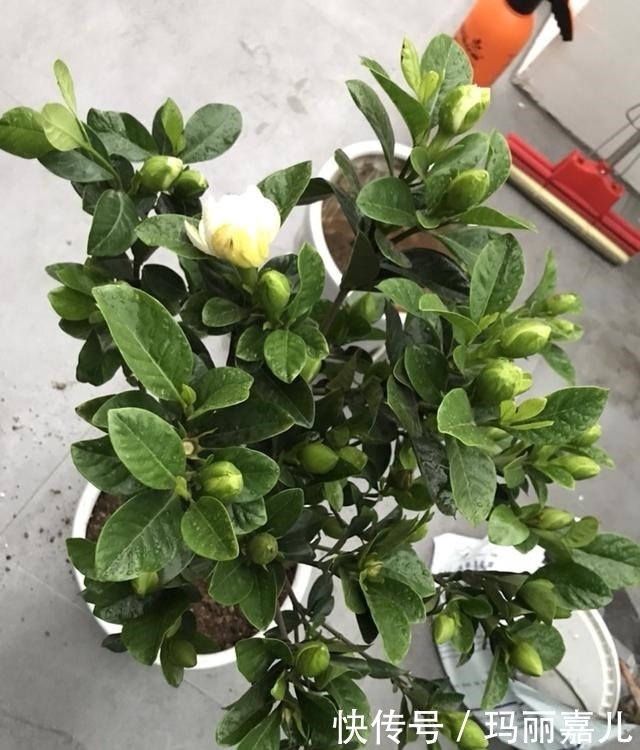 盆栽|最香的盆栽花卉,株型小巧美观,开花多,时间长,观赏效果极佳