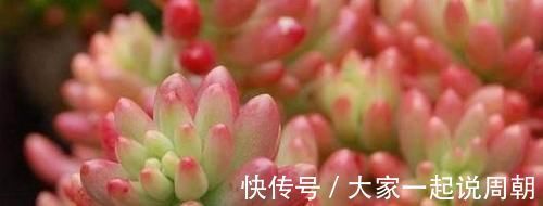 肉质|想要养多肉,又怕养死,这几种多肉好看又好养